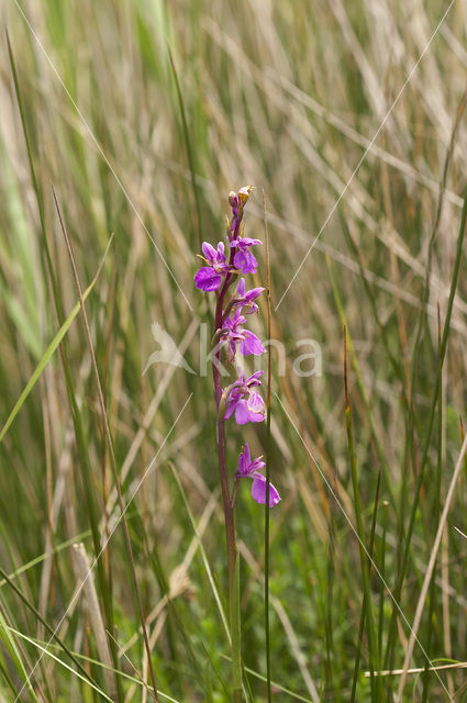 Moerasorchis (Orchis palustris)