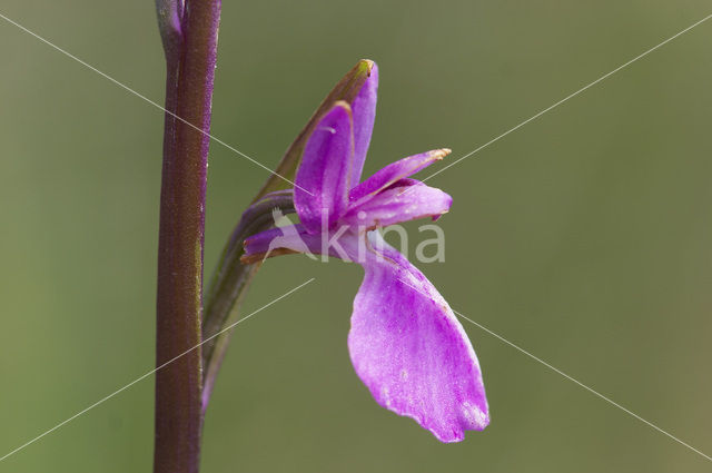 Moerasorchis (Orchis palustris)