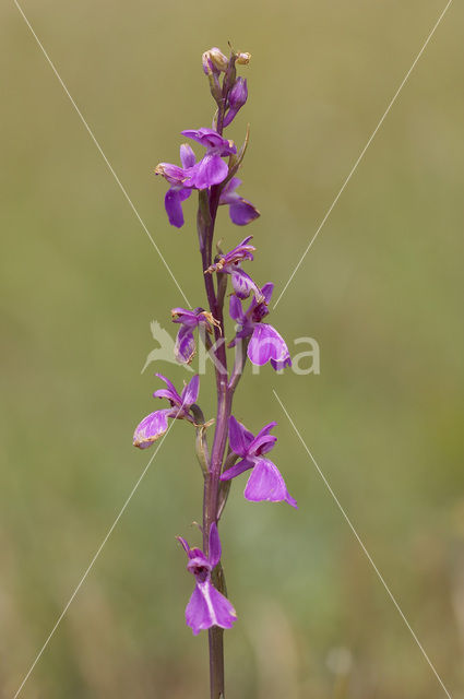 Moerasorchis (Orchis palustris)