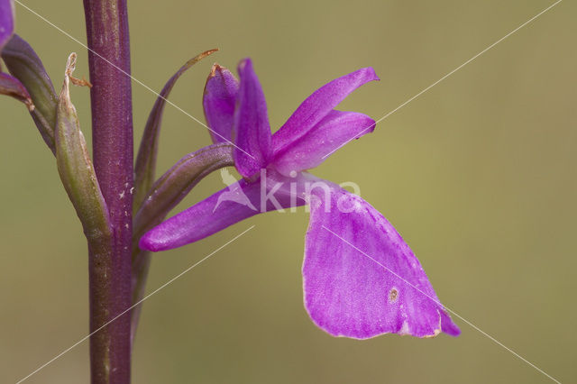 Marsh orchid (Orchis palustris)