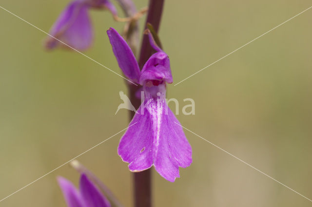 Moerasorchis (Orchis palustris)