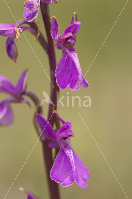 Moerasorchis (Orchis palustris)