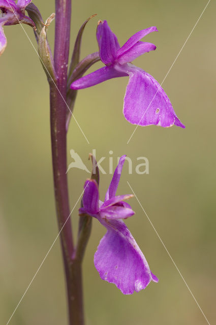 Moerasorchis (Orchis palustris)