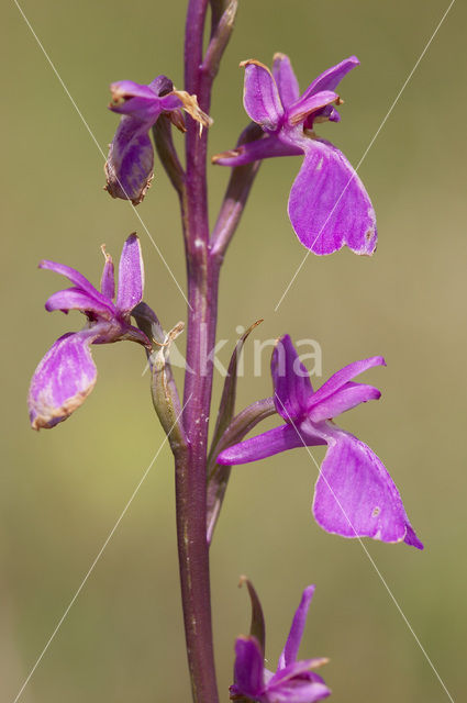 Marsh orchid (Orchis palustris)