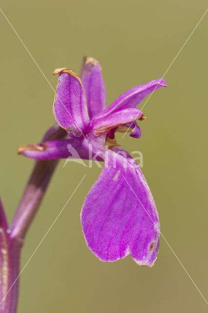 Moerasorchis (Orchis palustris)