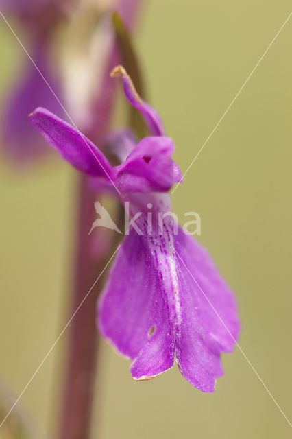 Marsh orchid (Orchis palustris)