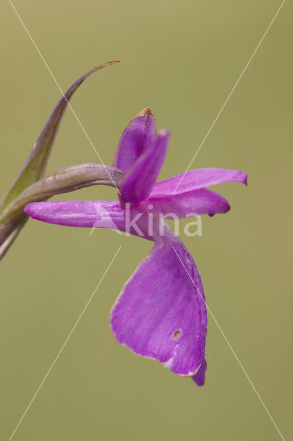 Moerasorchis (Orchis palustris)