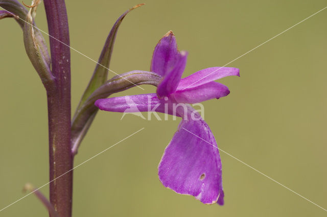 Marsh orchid (Orchis palustris)