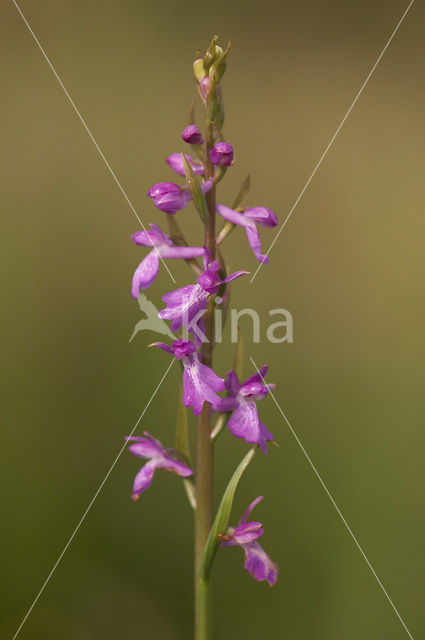 Marsh orchid (Orchis palustris)