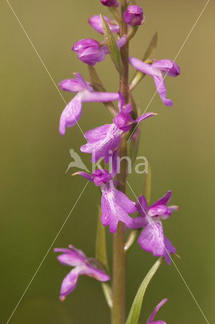 Moerasorchis (Orchis palustris)