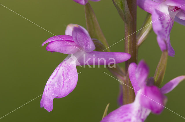 Moerasorchis (Orchis palustris)