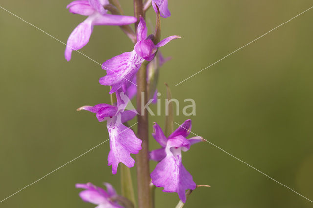 Moerasorchis (Orchis palustris)