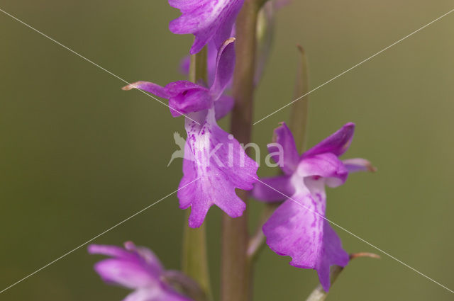 Marsh orchid (Orchis palustris)