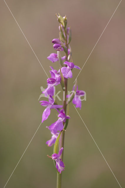 Marsh orchid (Orchis palustris)