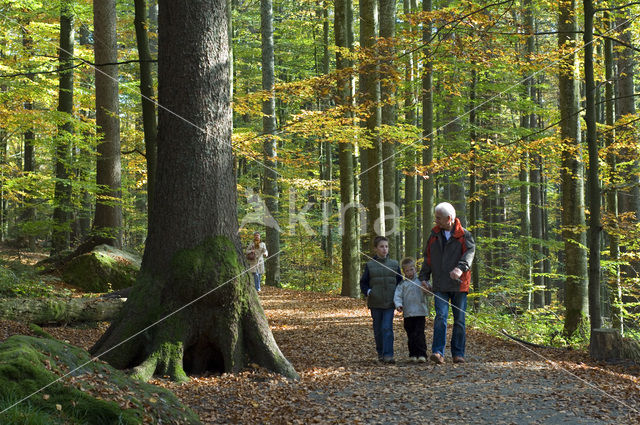 Nationaal park Beierse Woud