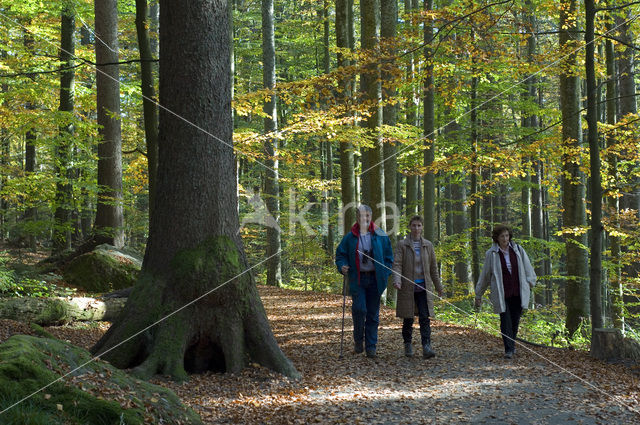 Nationaal park Beierse Woud