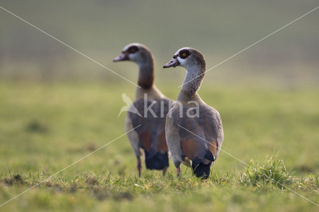 Nijlgans (Alopochen aegyptiaca)