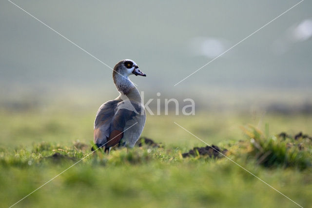 Nijlgans (Alopochen aegyptiaca)