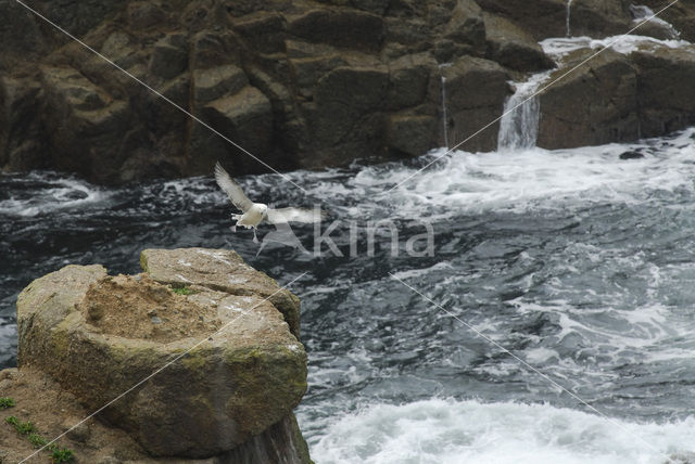 Noordse Stormvogel (Fulmarus glacialis)