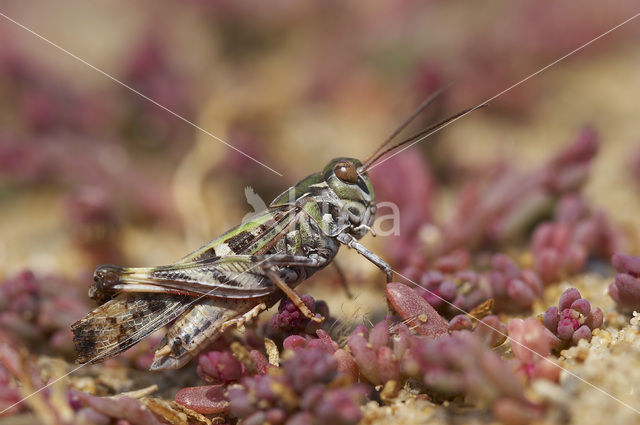 Oedaleus decorus