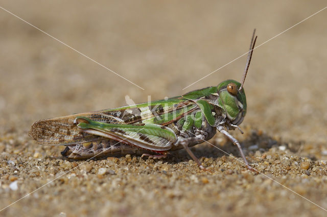 Oedaleus decorus