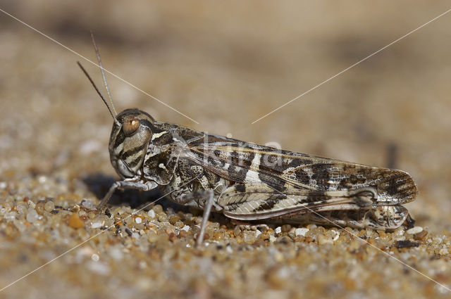 Oedaleus decorus