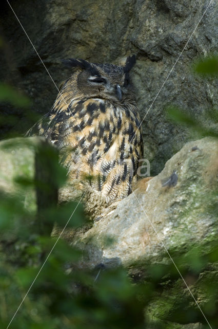 Oehoe (Bubo bubo)