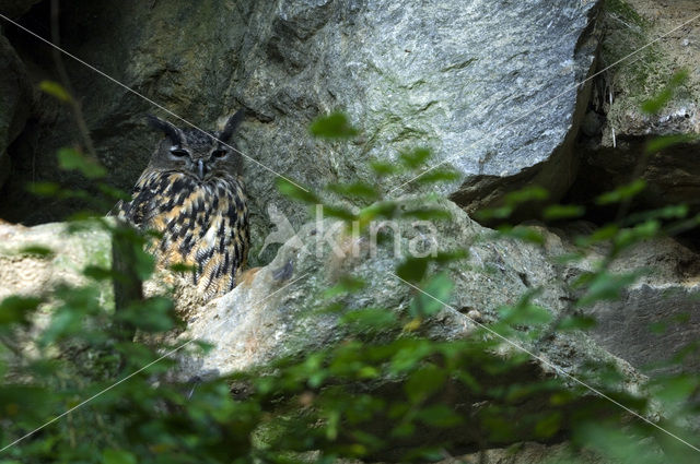 Oehoe (Bubo bubo)