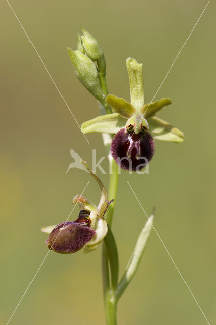 Ophrys argensonensis