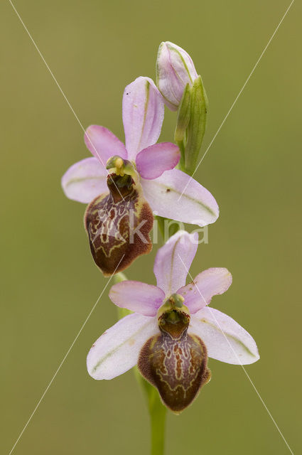 Ophrys aveyronensis