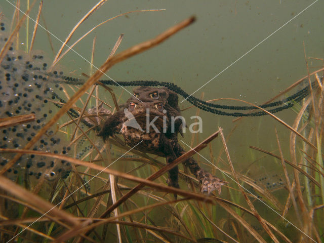 Pad (Bufo margaritifera)