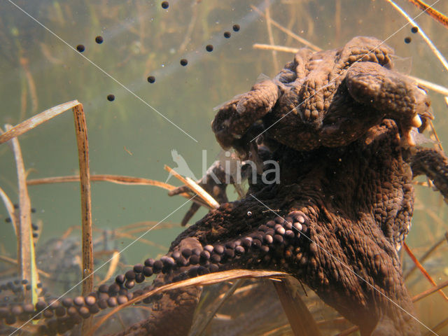 Pad (Bufo margaritifera)