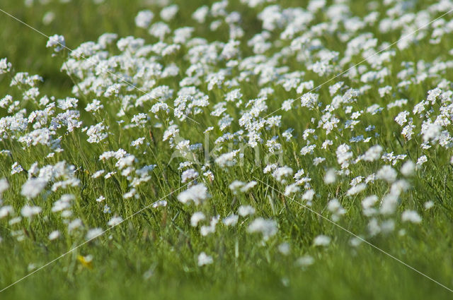 Pinksterbloem (Cardamine pratensis)