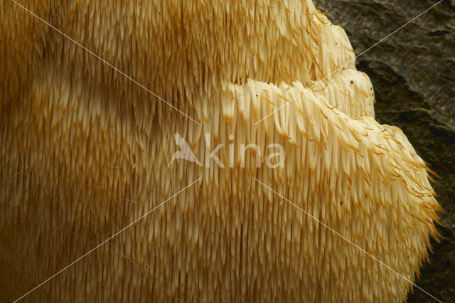 Pruikzwam (Hericium erinaceus)