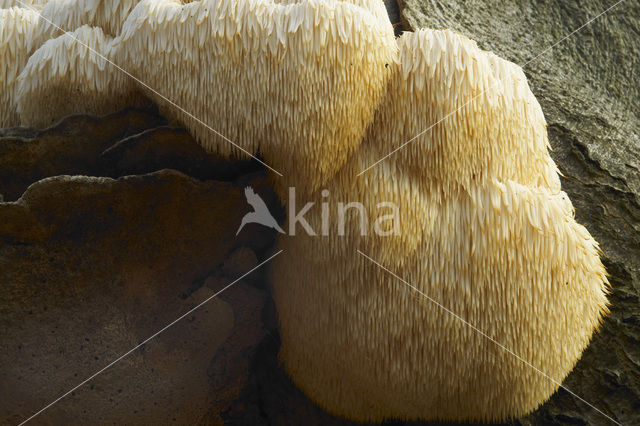 Pruikzwam (Hericium erinaceus)