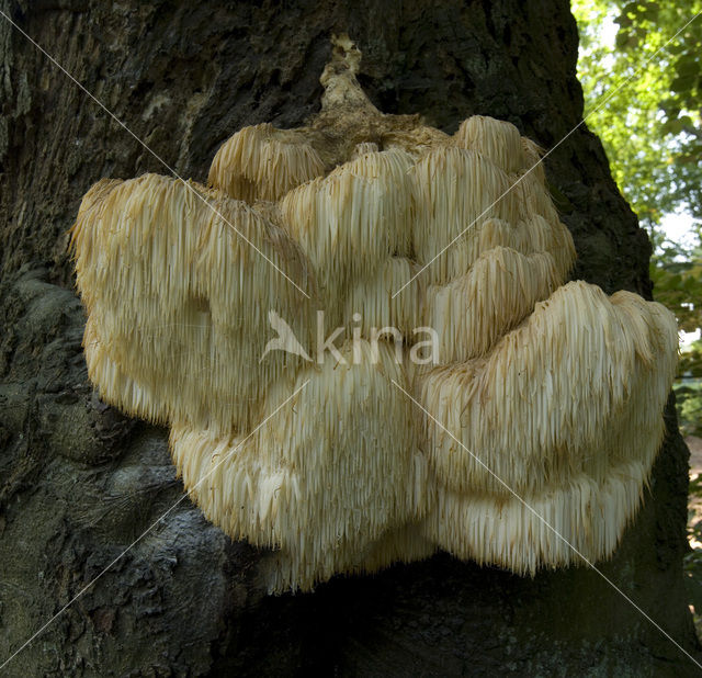 Bearded tooth (Hericium erinaceus)