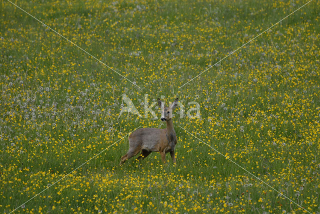 Ree (Capreolus capreolus)