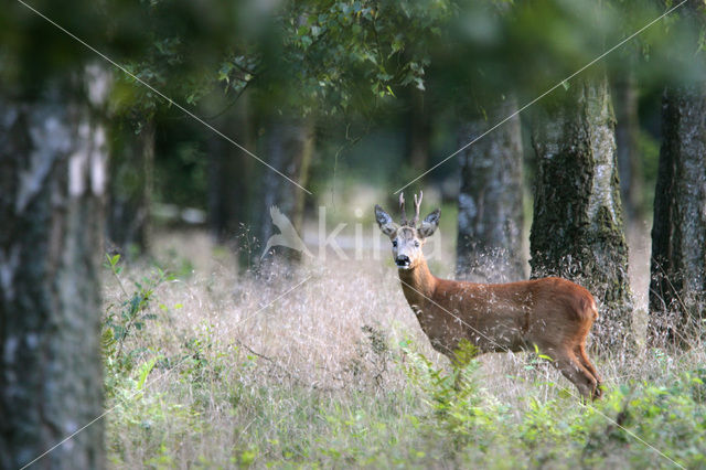 Ree (Capreolus capreolus)