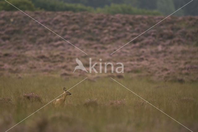 Roe Deer (Capreolus capreolus)