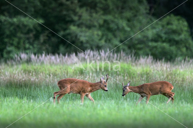 Ree (Capreolus capreolus)