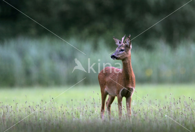 Ree (Capreolus capreolus)