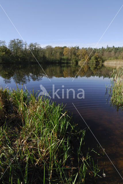 Riet (Phragmites australis)