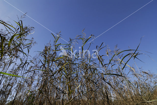 Riet (Phragmites australis)