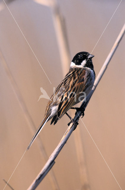 Rietgors (Emberiza schoeniclus)