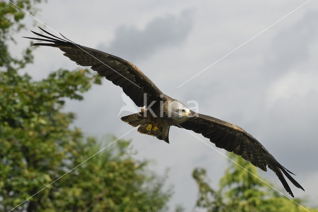 Red Kite (Milvus milvus)