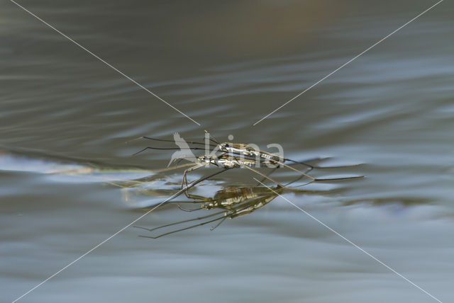 Schaatsenrijder (Gerris lacustris)