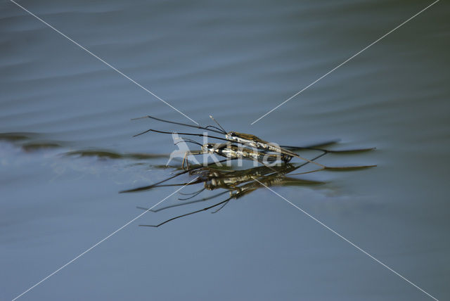 Schaatsenrijder (Gerris lacustris)