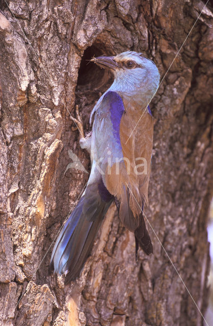 Scharrelaar (Coracias garrulus)