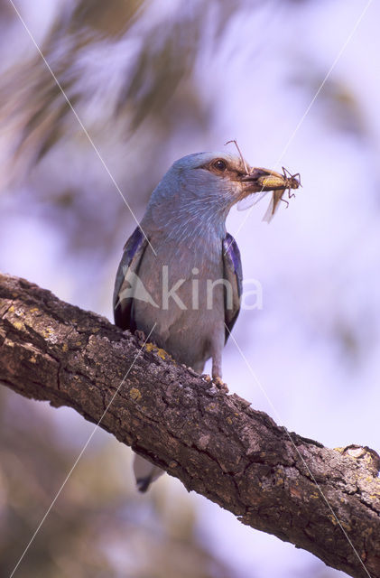 Scharrelaar (Coracias garrulus)