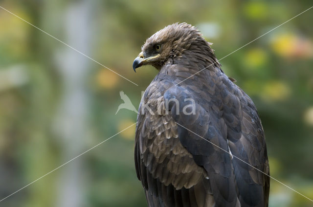 Schreeuwarend (Aquila pomarina)